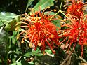 Stenocarpus sinuatus flower